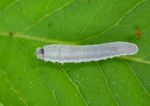 Monostegia abdominalis
